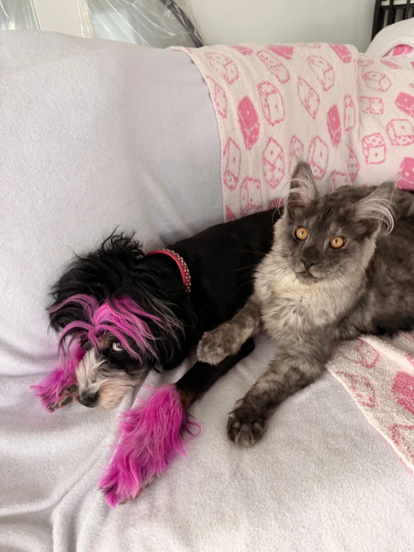 Maine Coon with dog showing gentle temperament