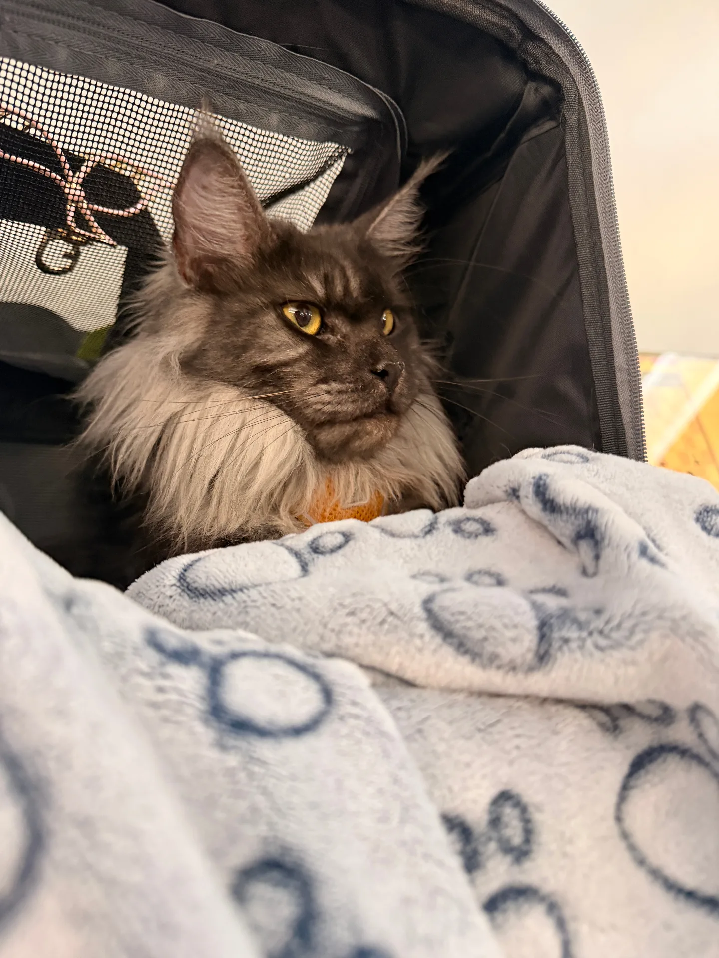 Maine Coon kitten in carrier ready for pickup