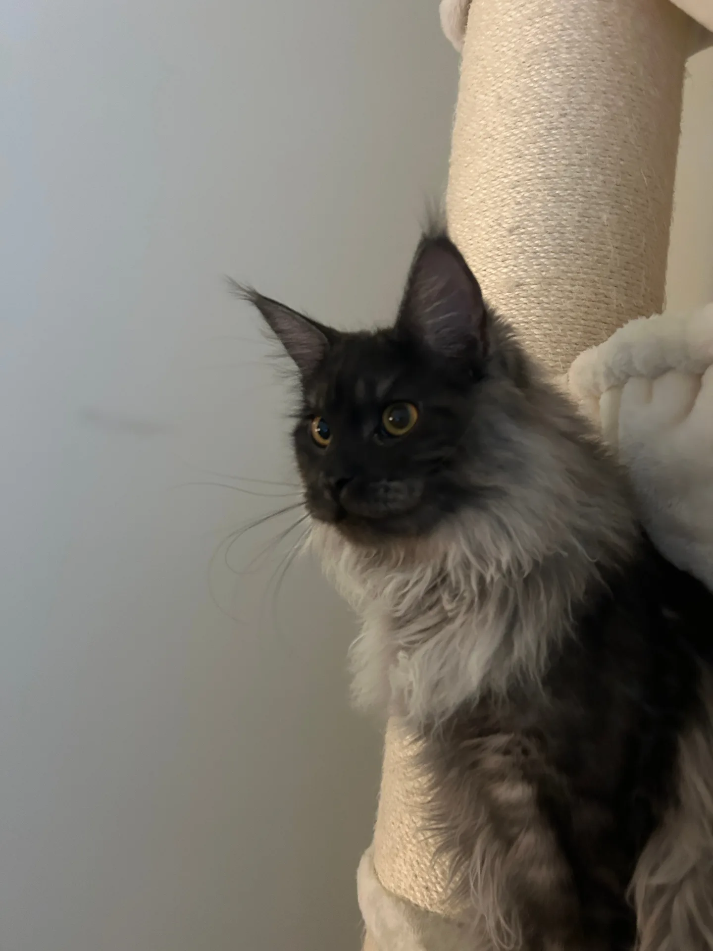 Coco as a kitten on cat tree — blue smoke European Maine Coon — Chatlerie Illinois