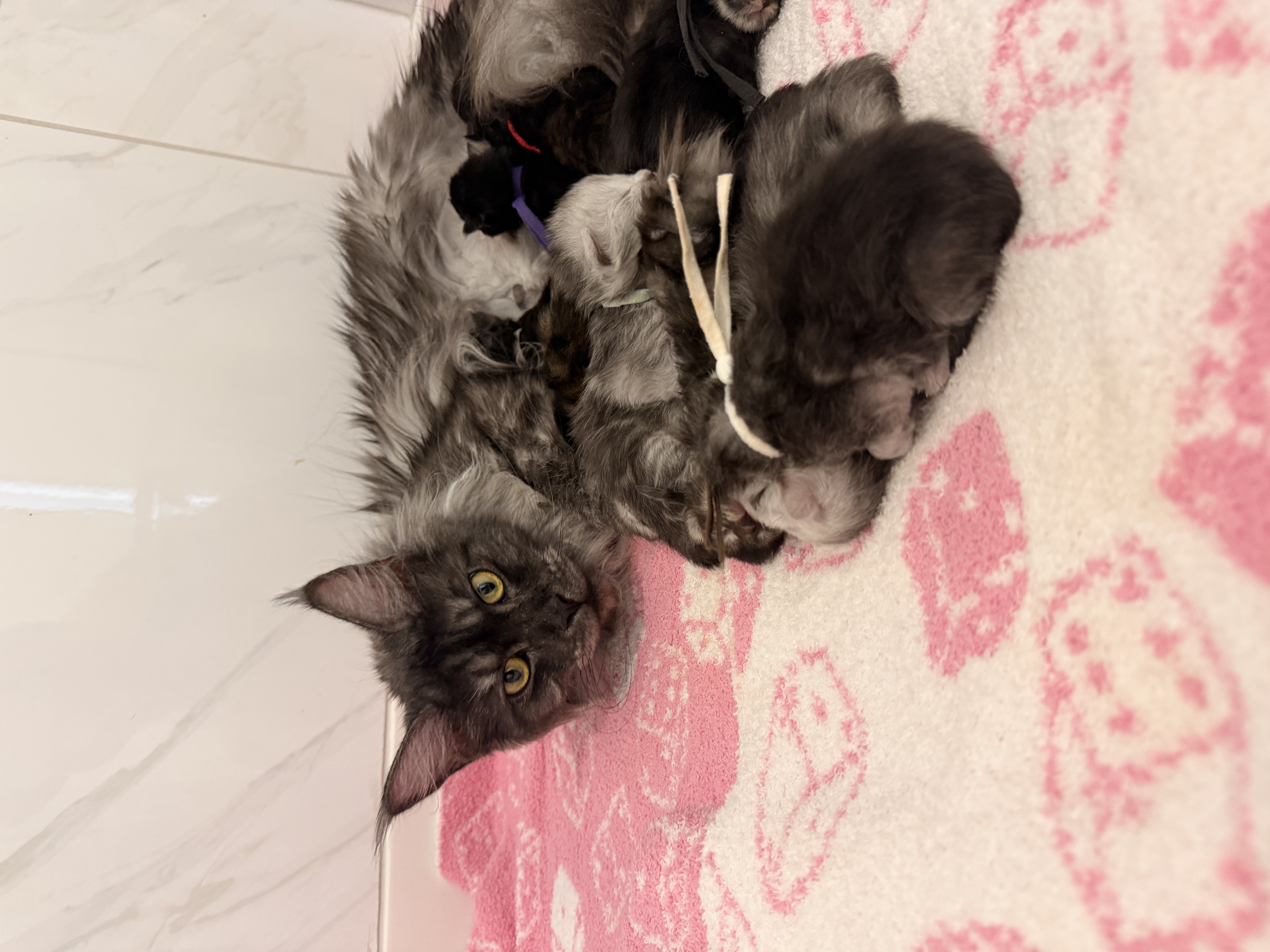 Coco, Black Smoke Maine Coon queen