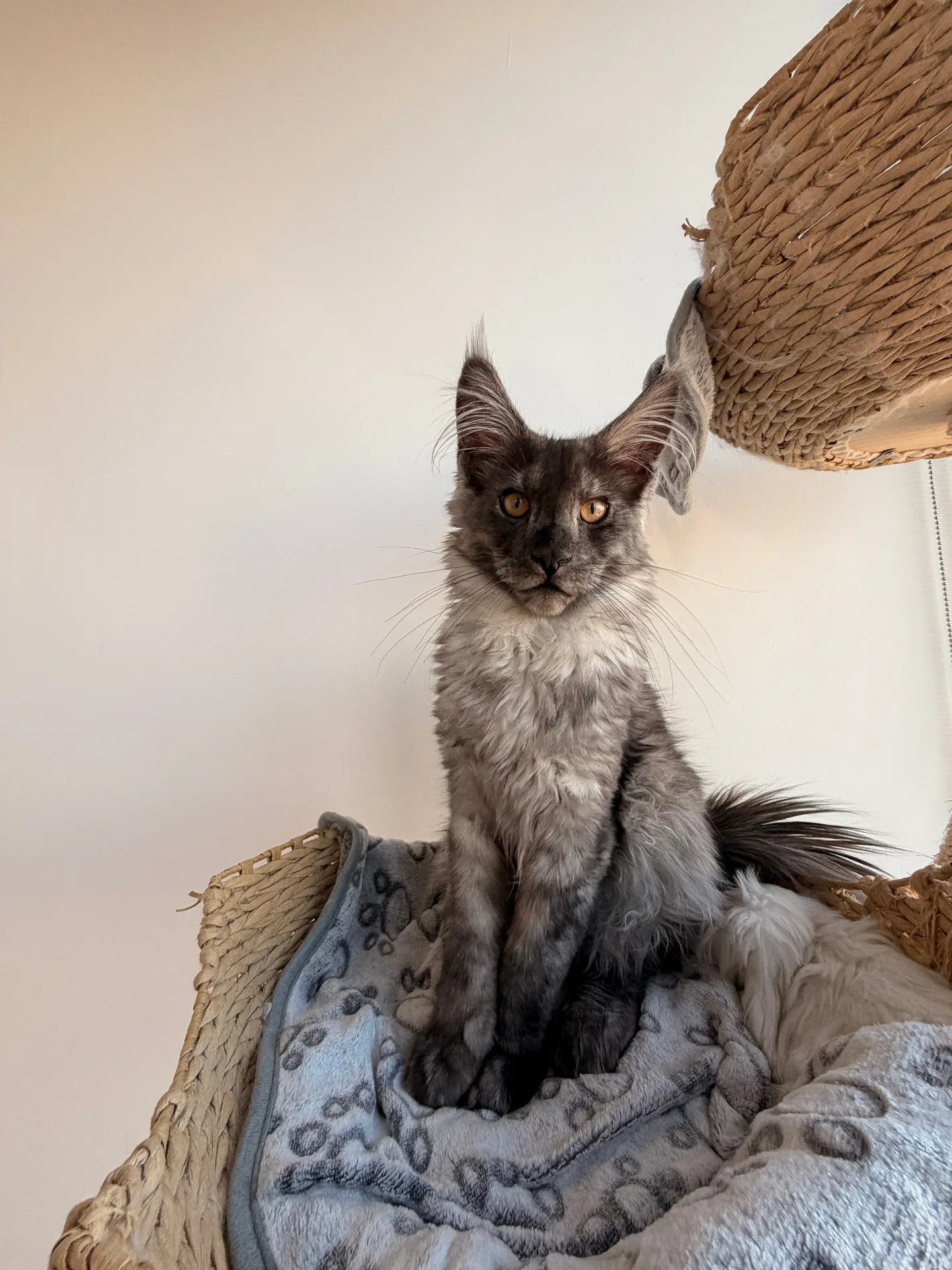 Smoke Maine Coon kitten perched on woven cat tree — Chatlerie Illinois