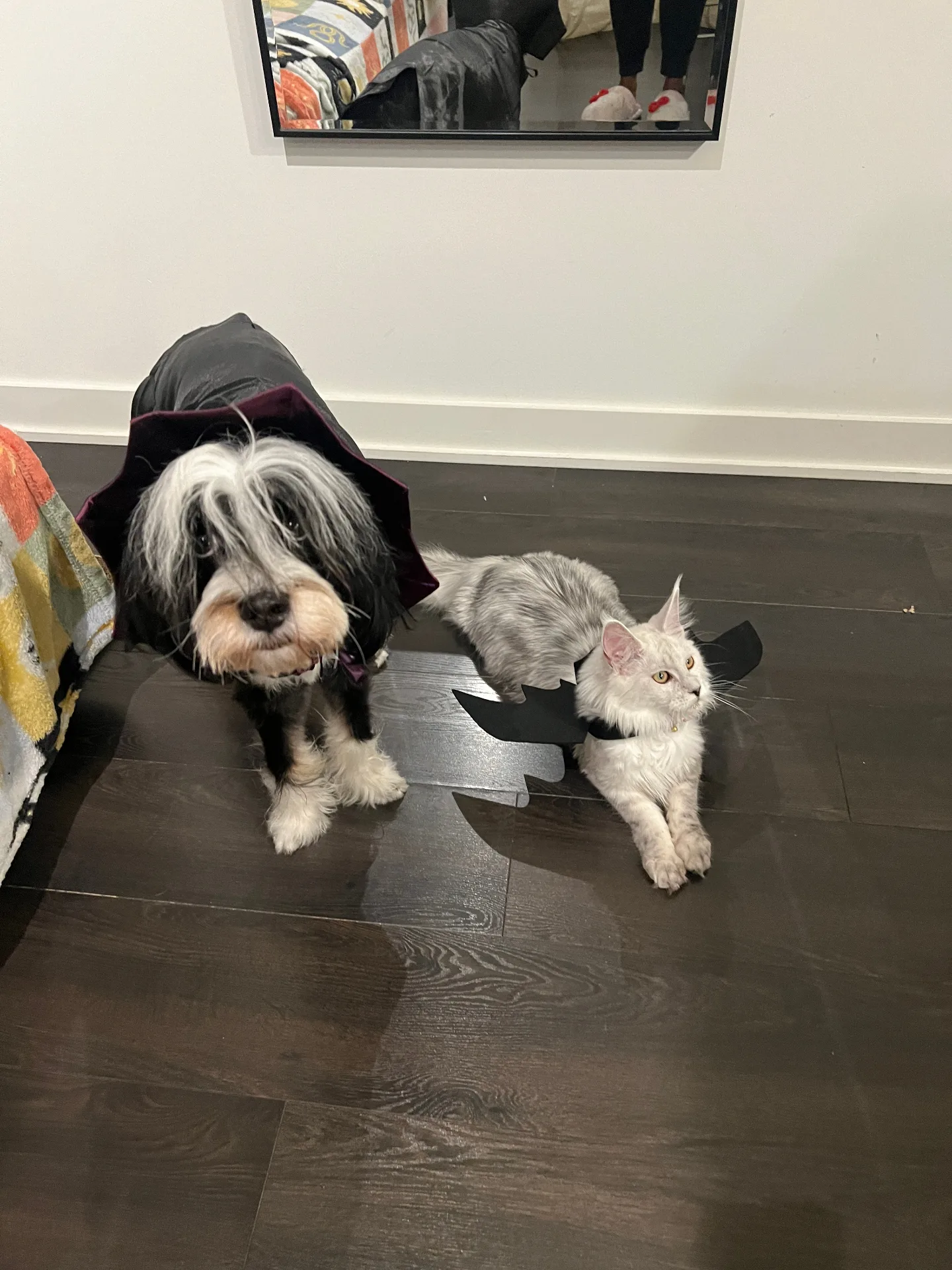 Dog and Maine Coon in Halloween costumes — Chatlerie family events