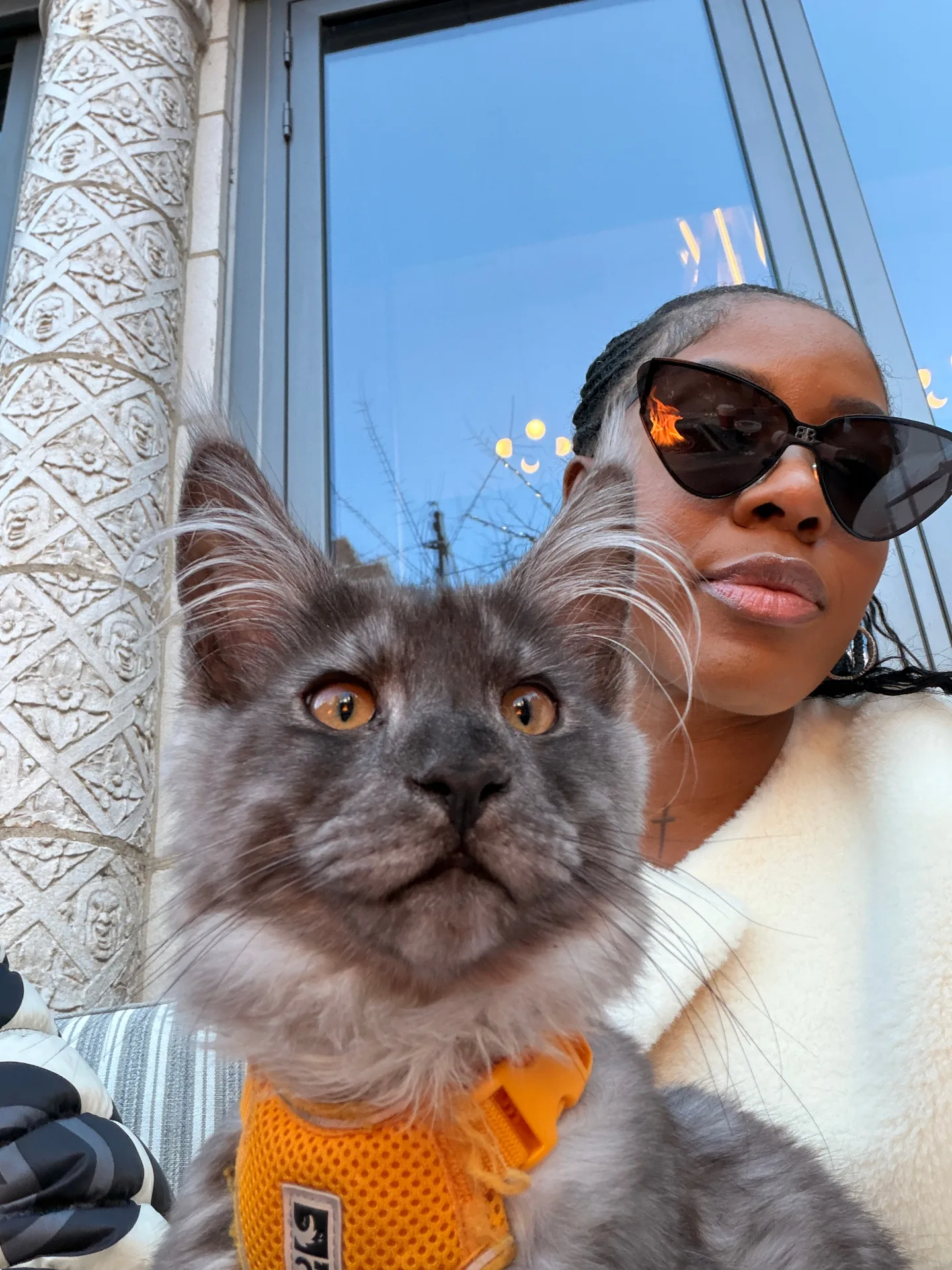 Chatlerie breeder with smoke Maine Coon