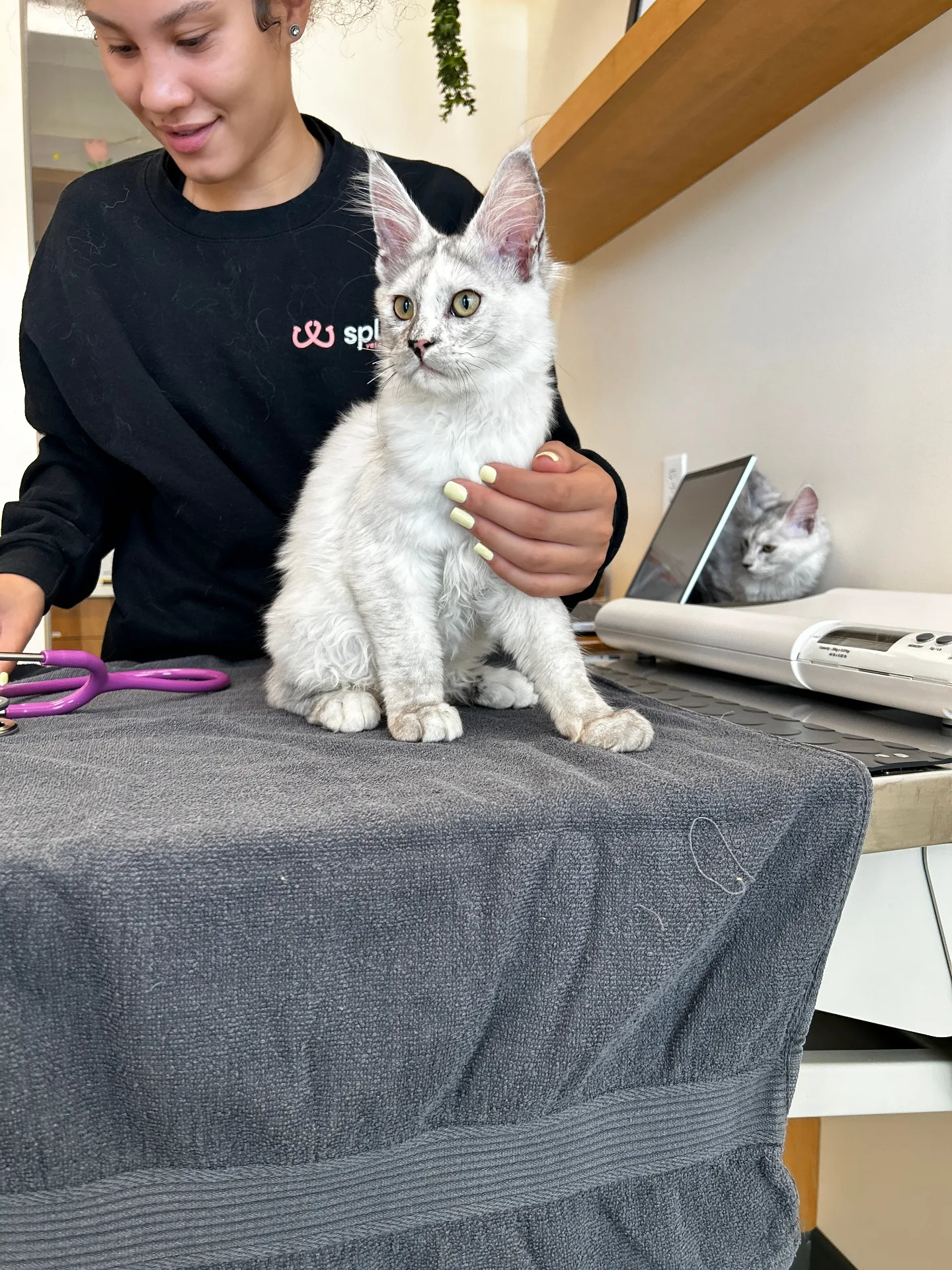 Silver Maine Coon kitten at vet checkup — Chatlerie health guarantee Illinois