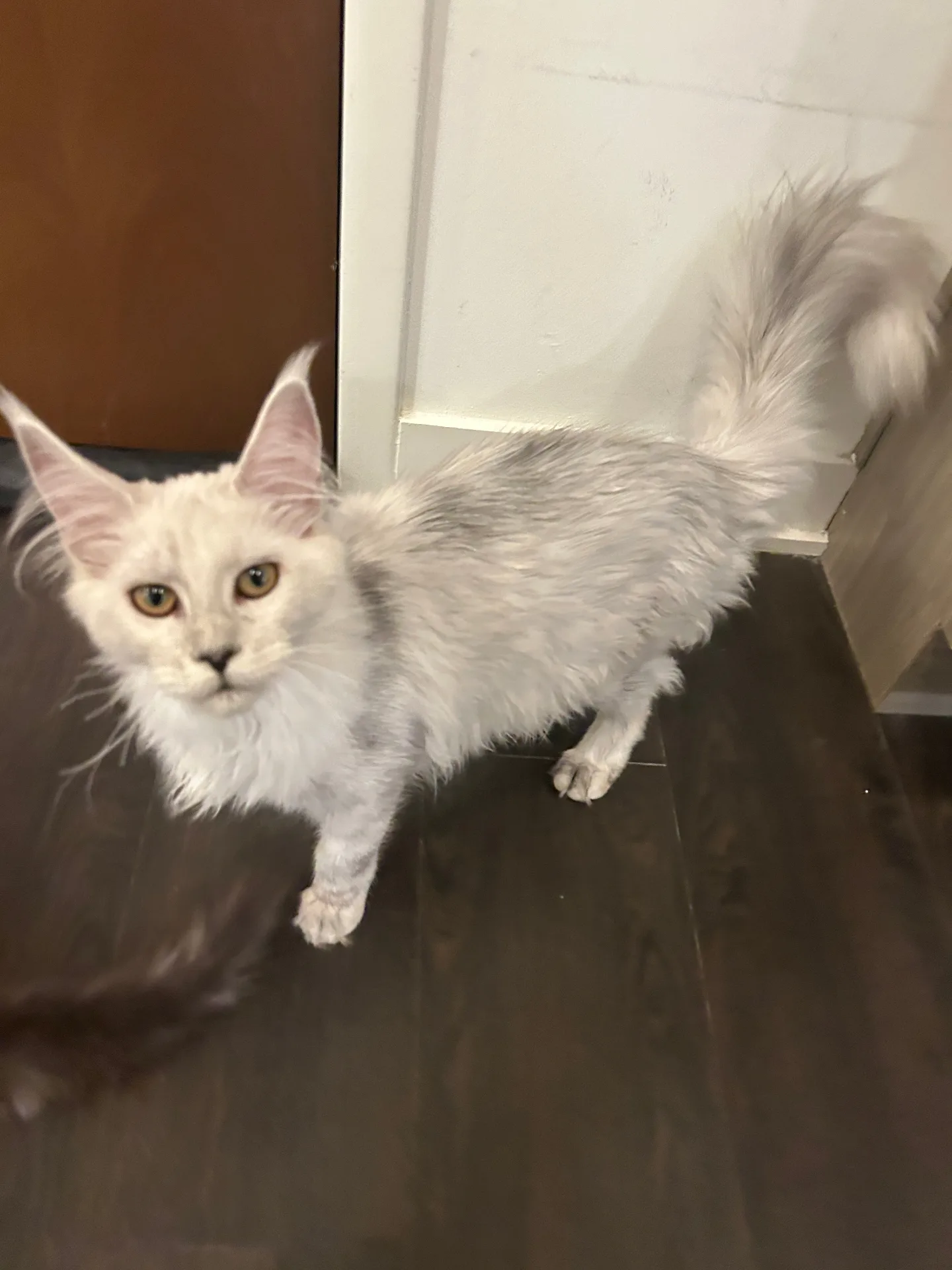 Libra (Queen) as a fluffy white kitten — Chatlerie European Maine Coon royalty