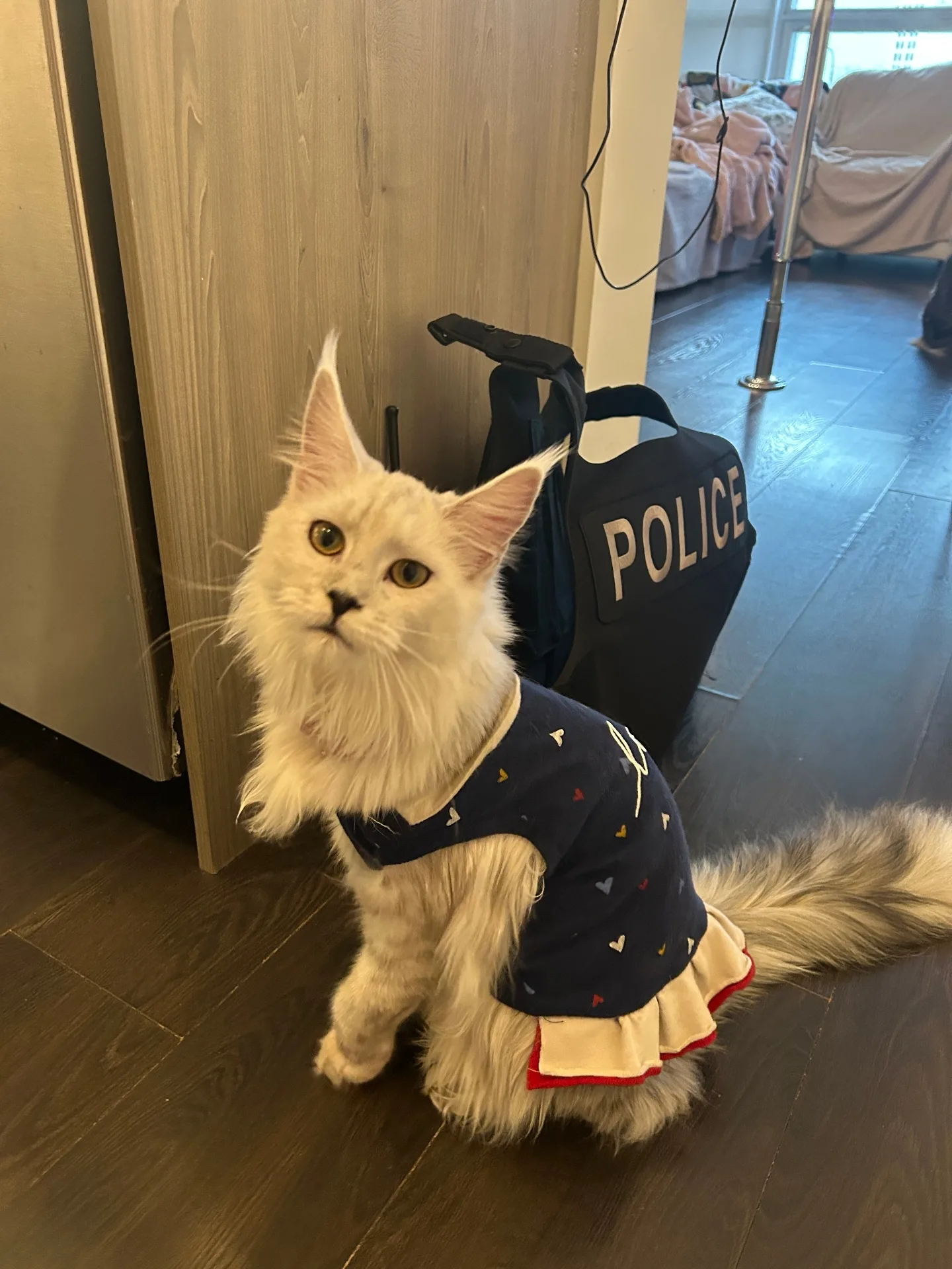 Libra (Queen) as a kitten wearing cute shirt near police vest — Chatlerie Illinois