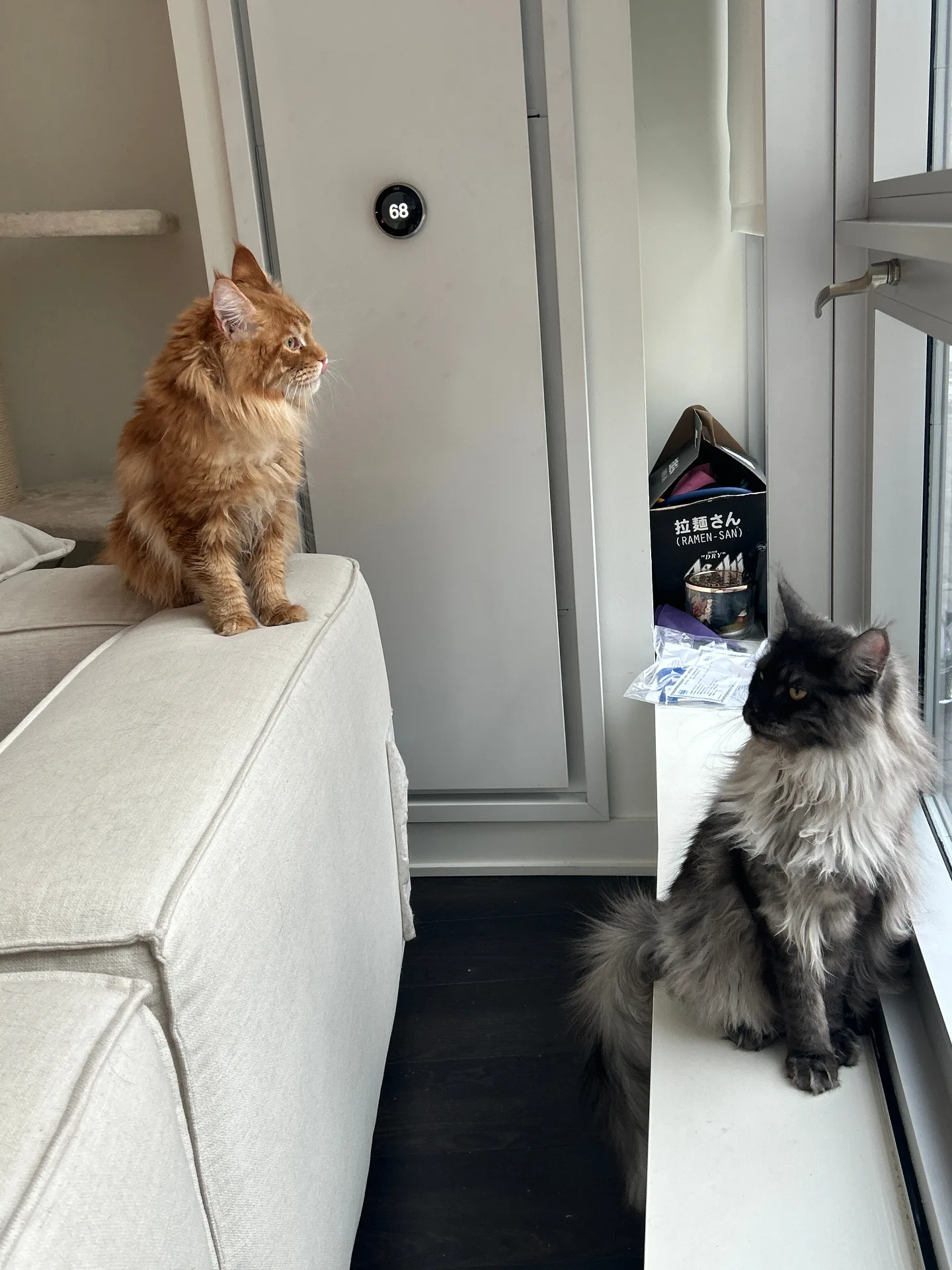 Orange Maine Coon by the window at home