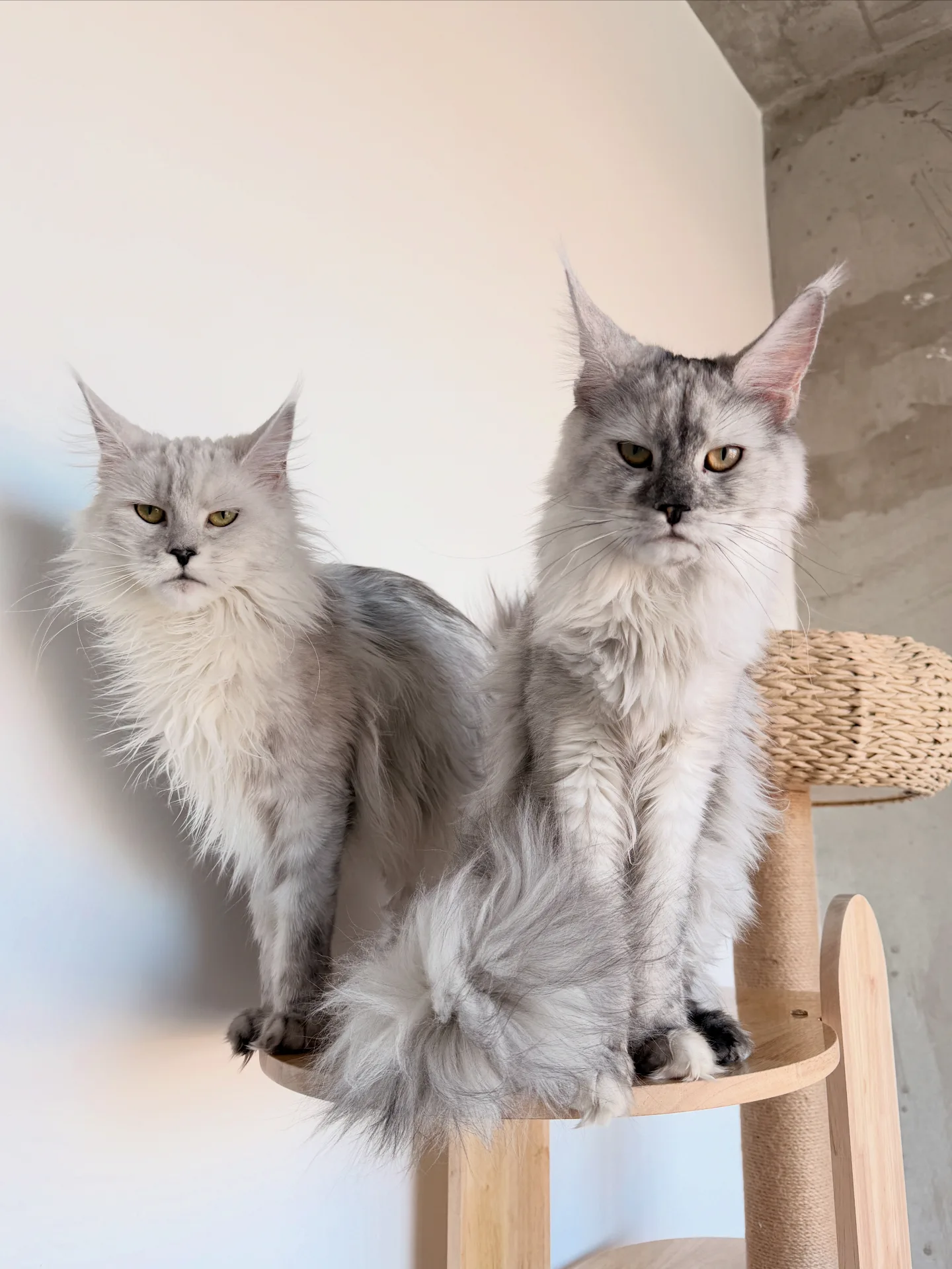 Maine Coon queens on cat tree