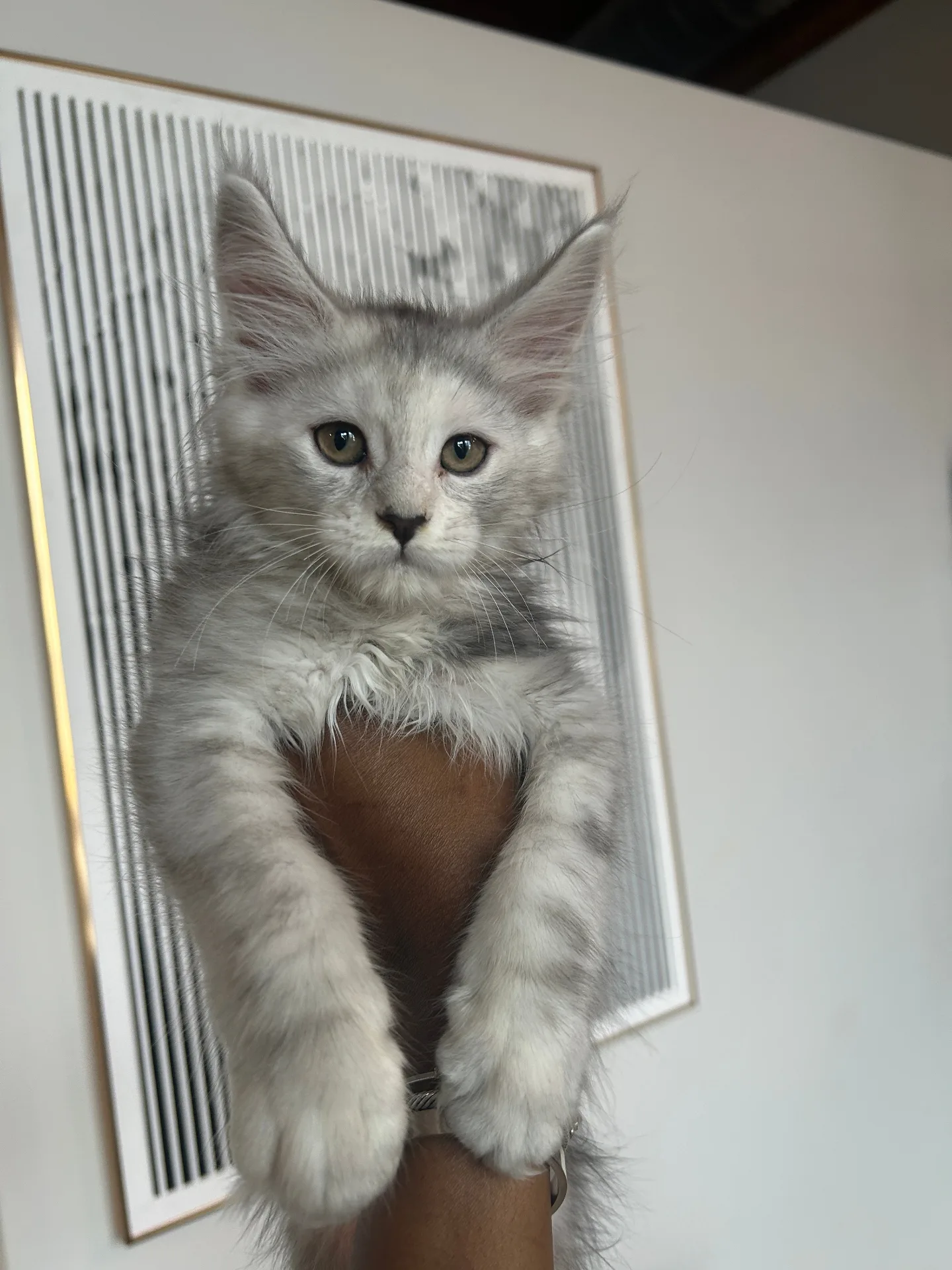 Fluffy silver Maine Coon kitten dangling relaxed on arm — Chatlerie Illinois