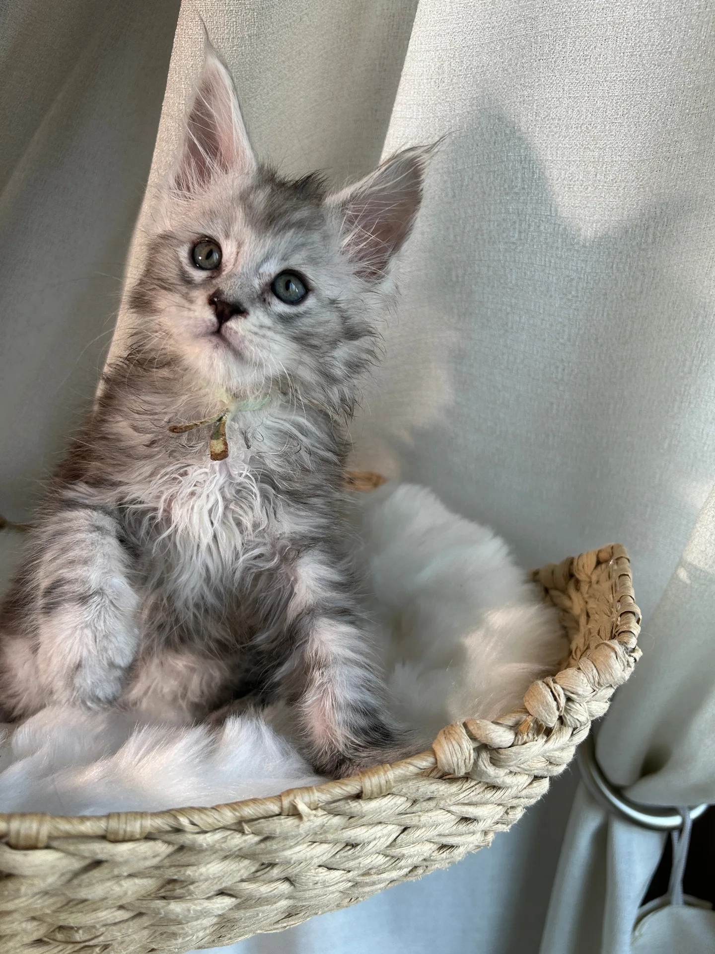 Silver Maine Coon kitten sitting in woven basket — Chatlerie Illinois