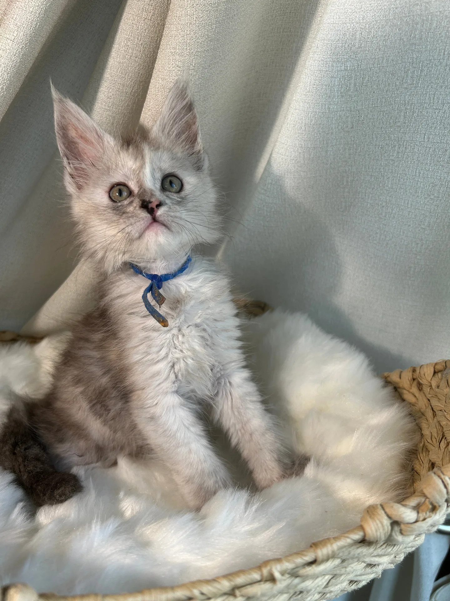 Silver Maine Coon kitten with blue collar looking up — Chatlerie