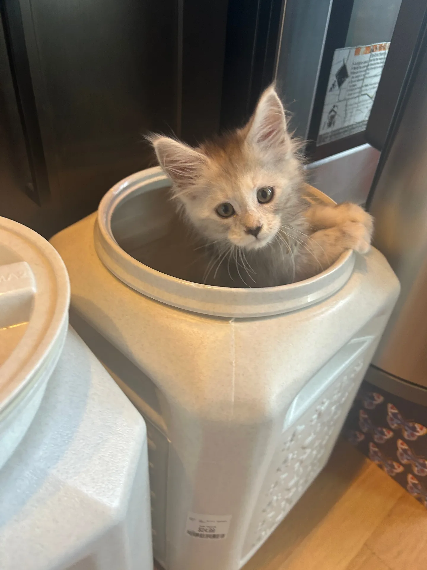 Mischievous Maine Coon kitten peeking out of food bin — Chatlerie Illinois