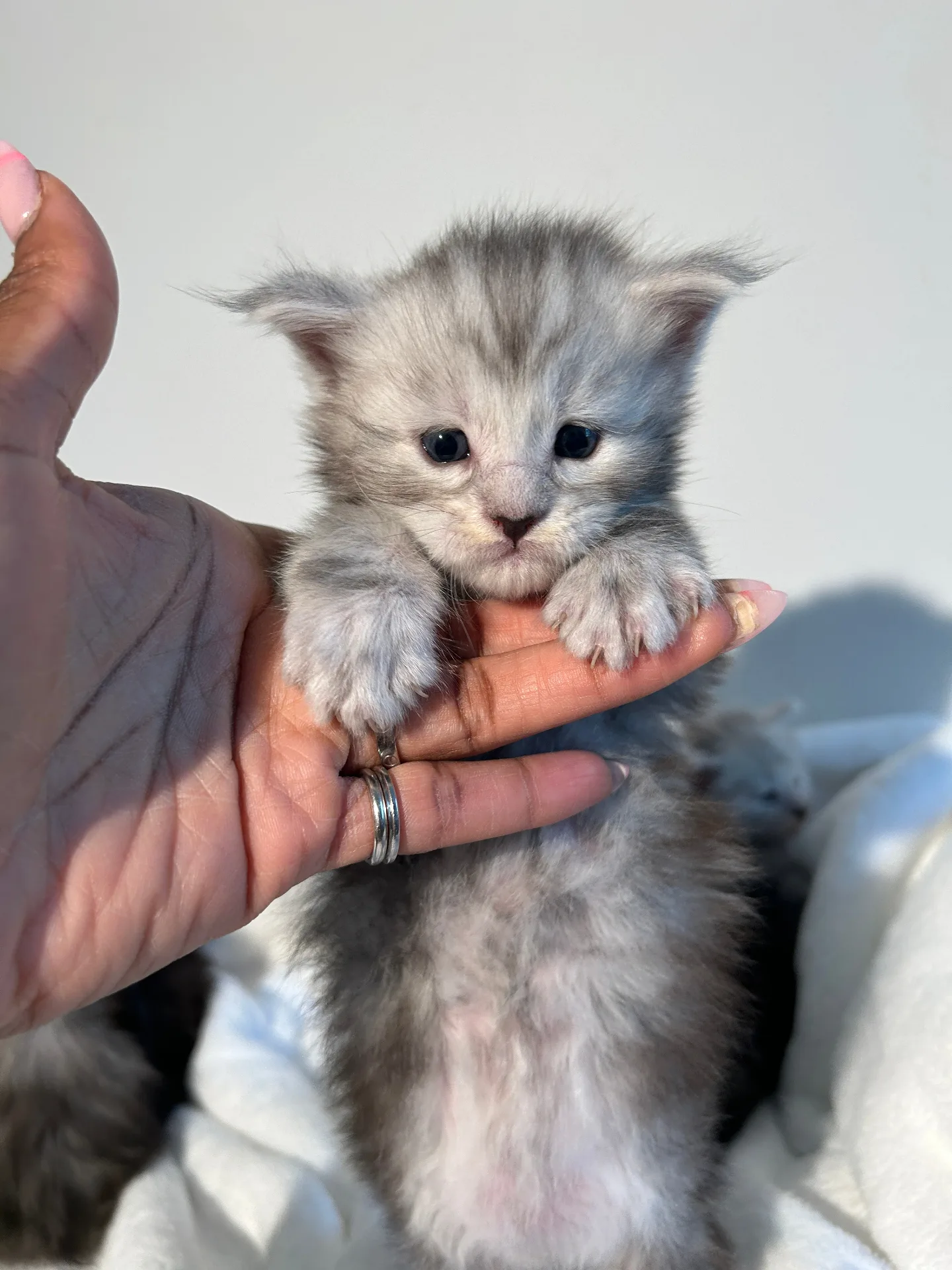 Tiny silver Maine Coon kitten balancing on hand — Chatlerie Illinois