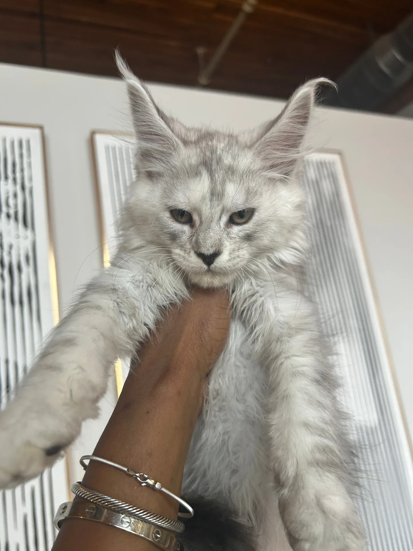 Silver European Maine Coon kitten held up showing lynx tips — Chatlerie Illinois