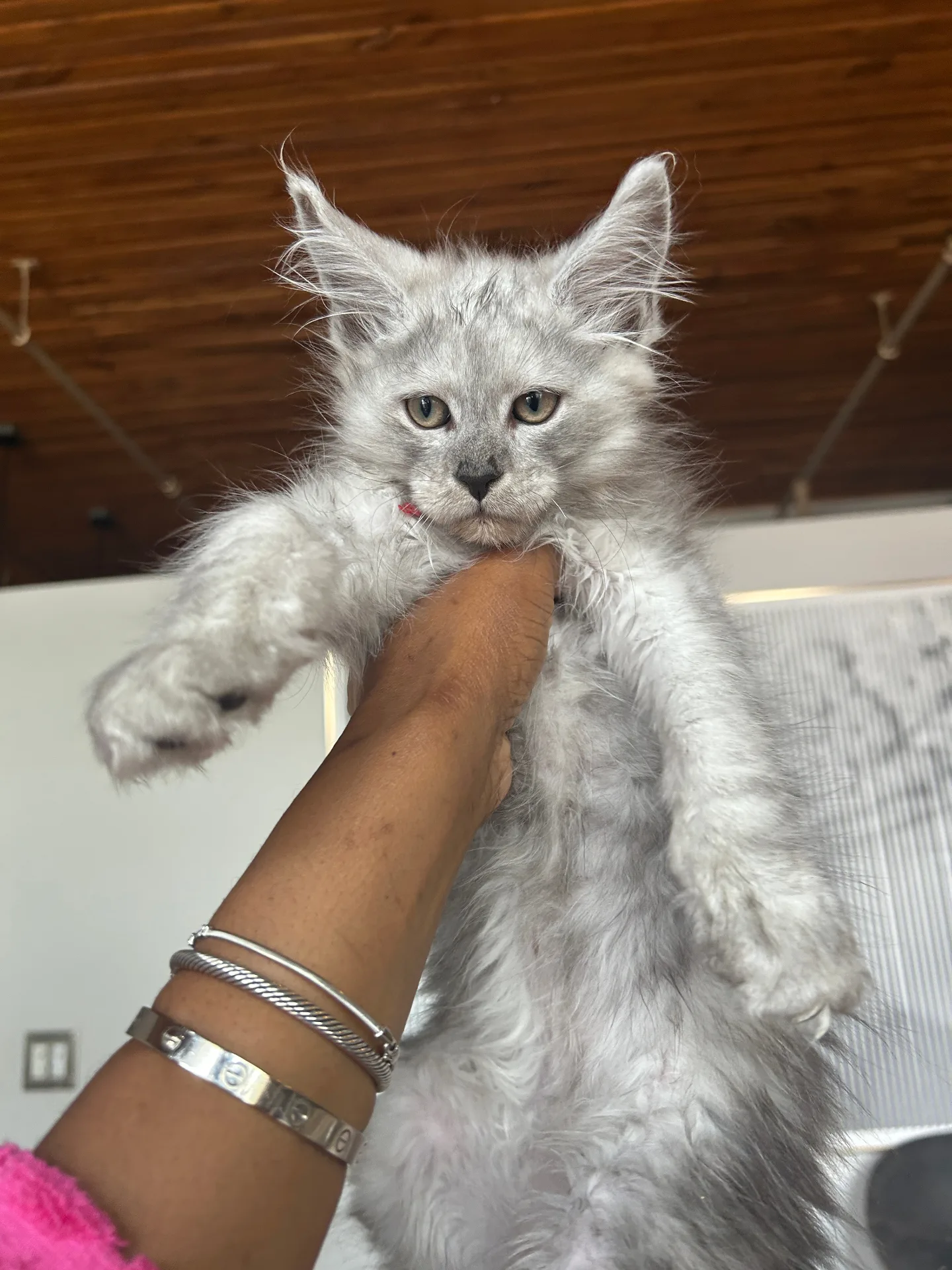 Fluffy silver Maine Coon kitten being held up — Chatlerie Illinois