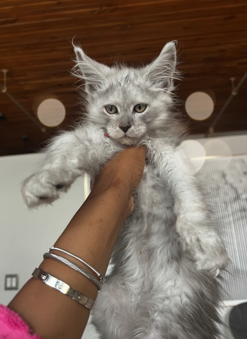 Silver European Maine Coon kitten held by Dawna Marie — Chatlerie Illinois