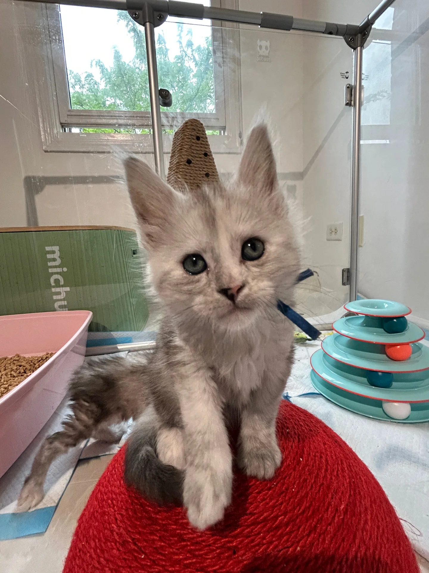 Curious silver Maine Coon kitten on red scratching ball — Chatlerie Illinois