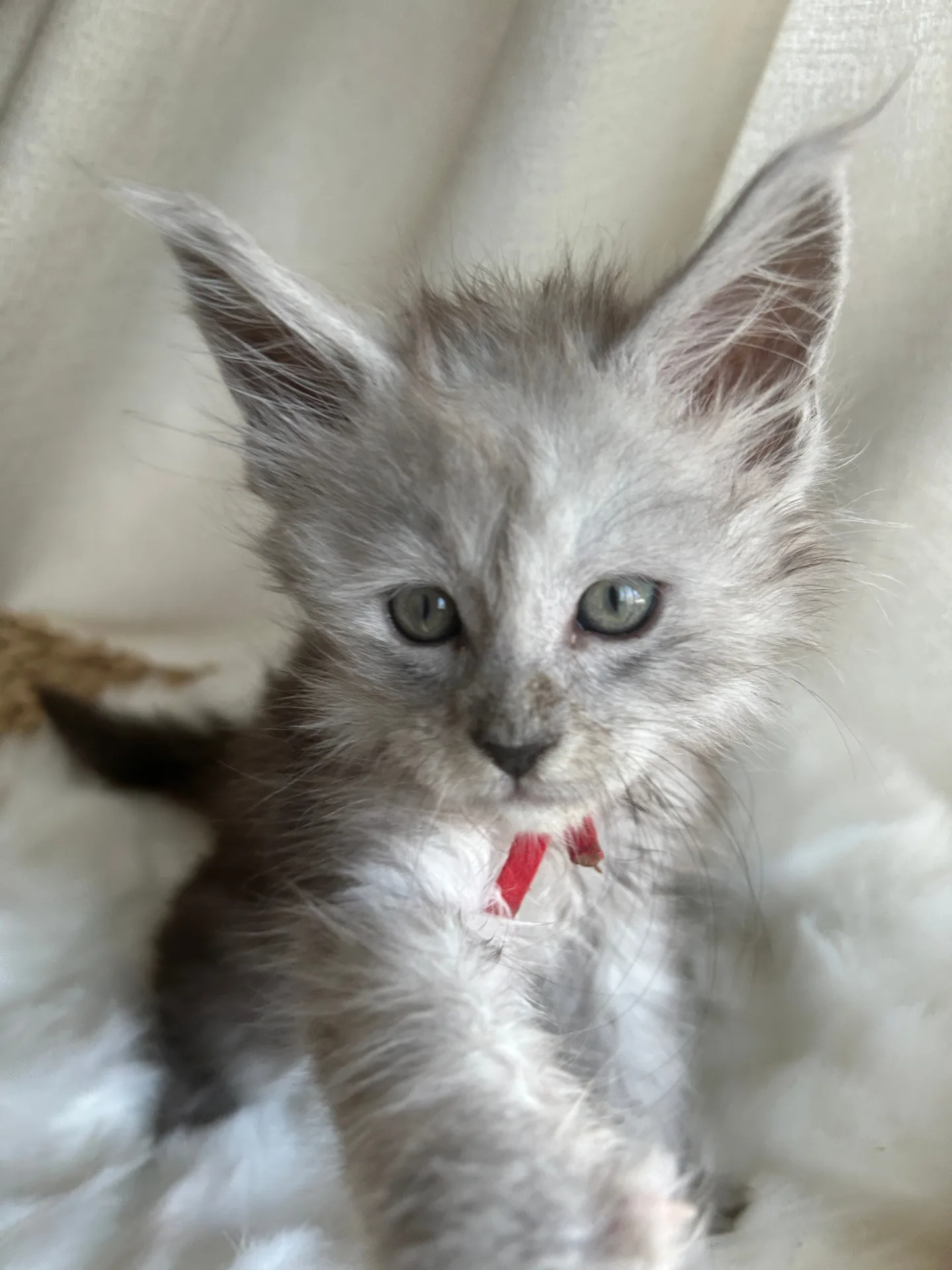 Silver Maine Coon kitten with red ribbon collar reaching for camera