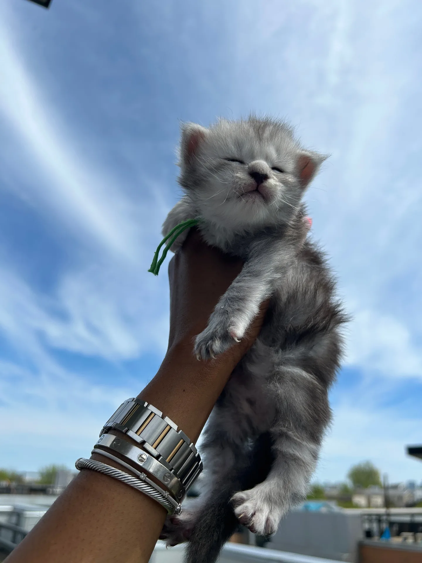 Silver Maine Coon kitten held up against blue sky — Chatlerie Illinois