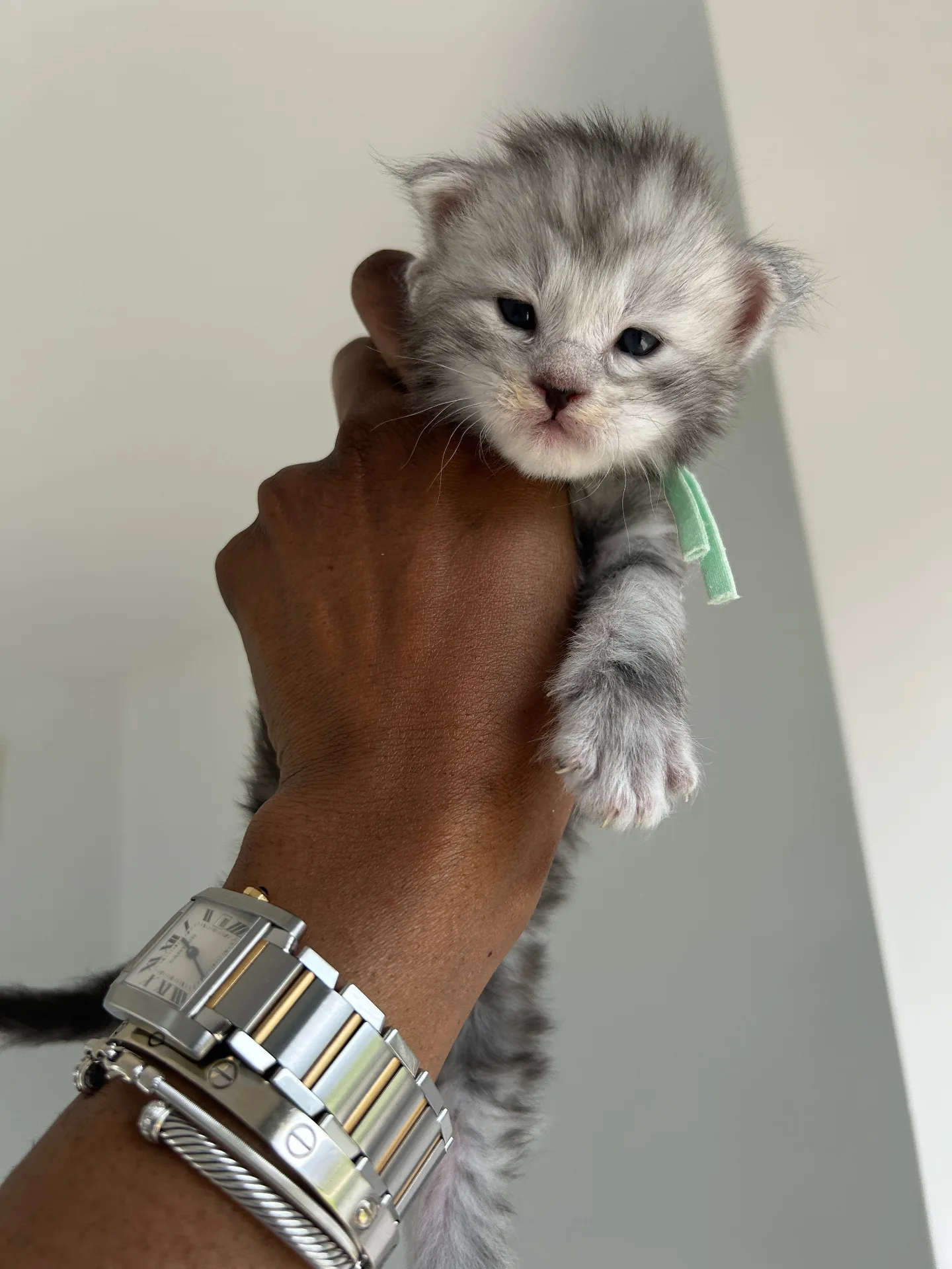 Tiny silver Maine Coon kitten held showing watch — Chatlerie Illinois