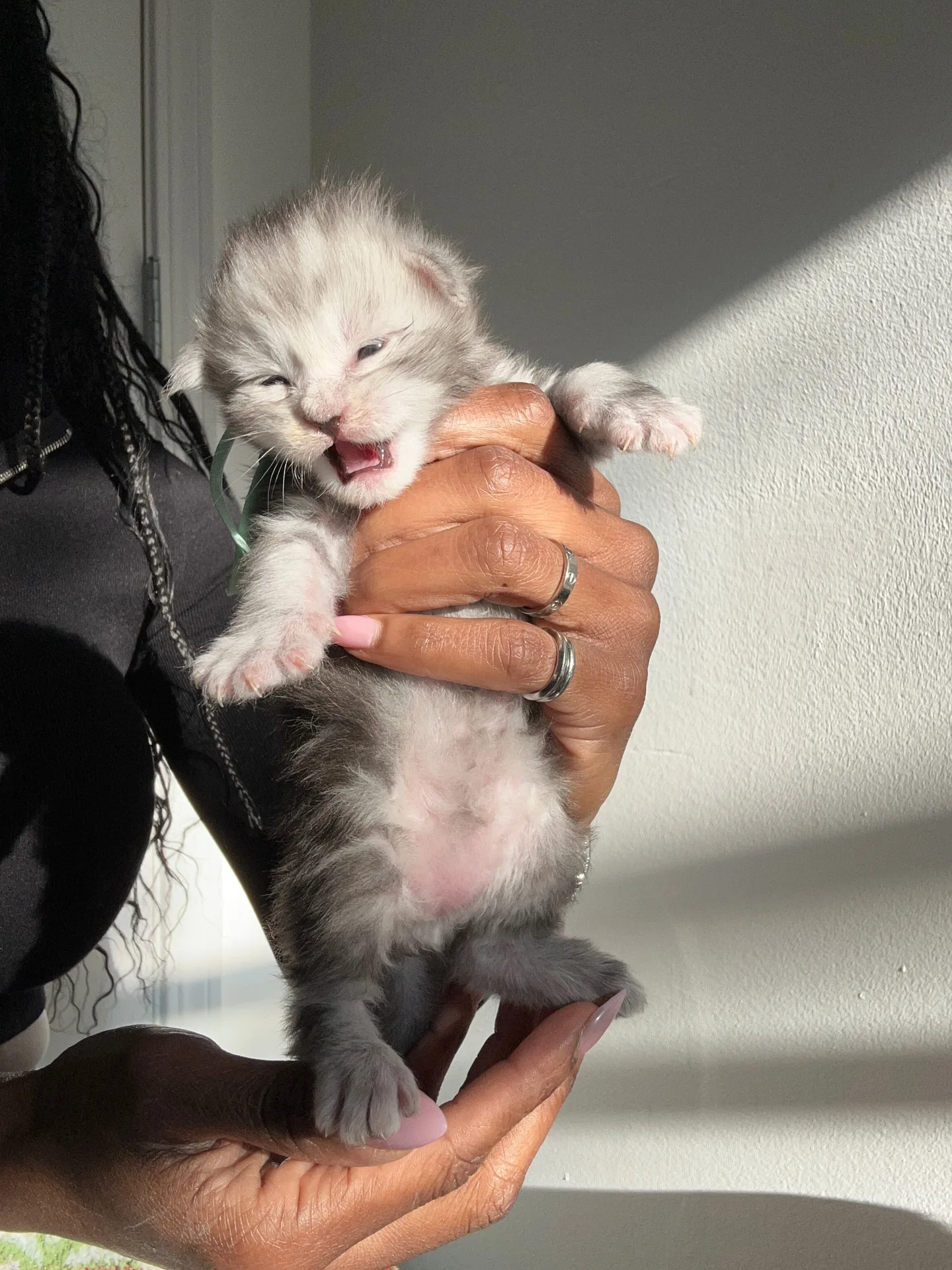 Newborn silver Maine Coon kitten yawning — Chatlerie Illinois breeding