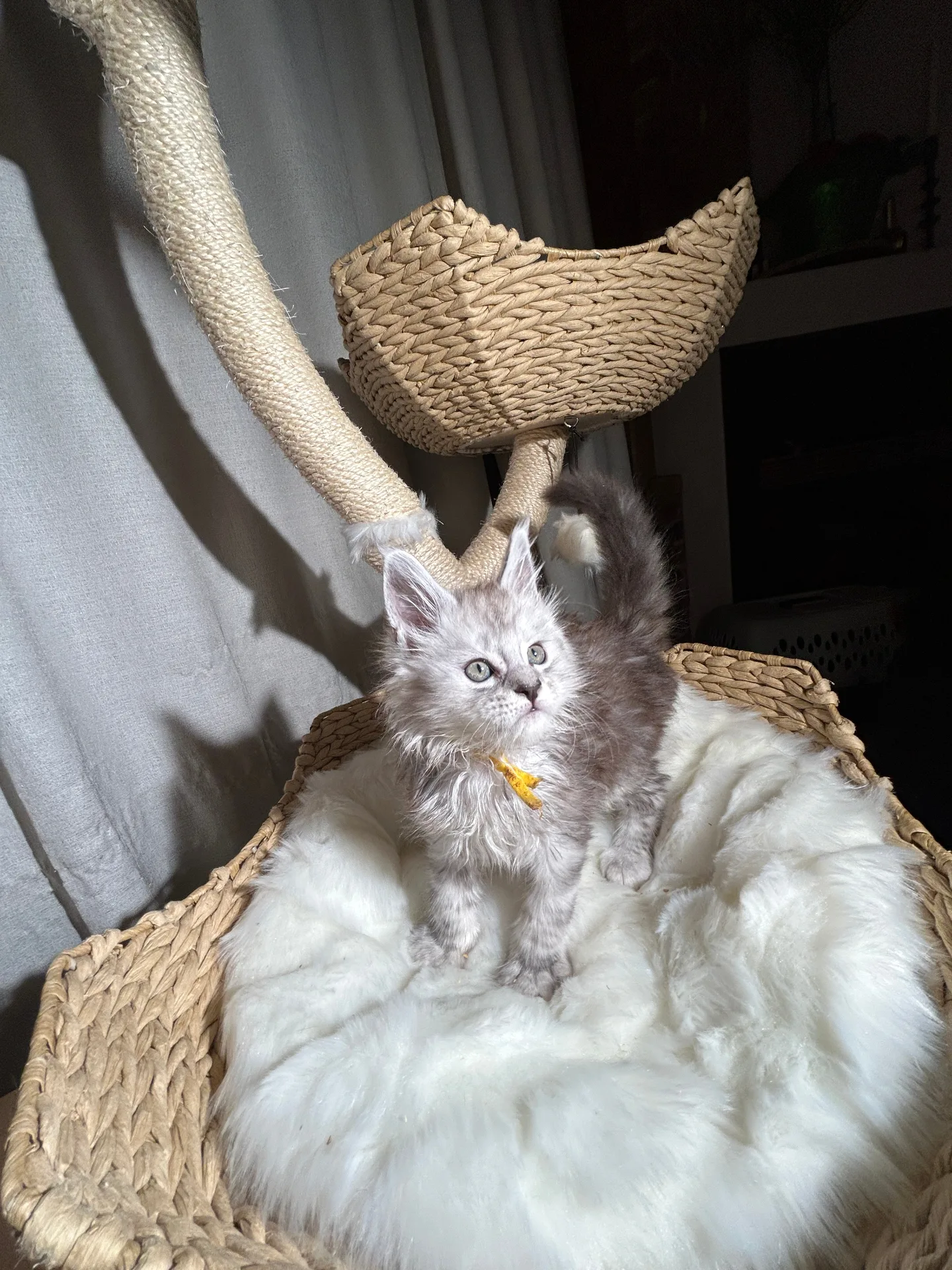 Silver Maine Coon kitten with yellow collar on cat tree — Chatlerie