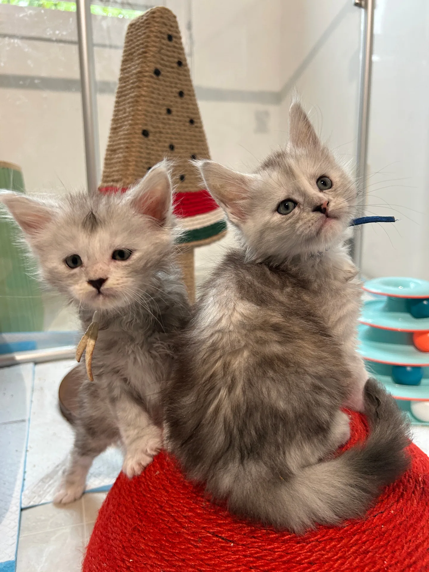 Two fluffy silver Maine Coon kittens on red ball scratcher — Chatlerie