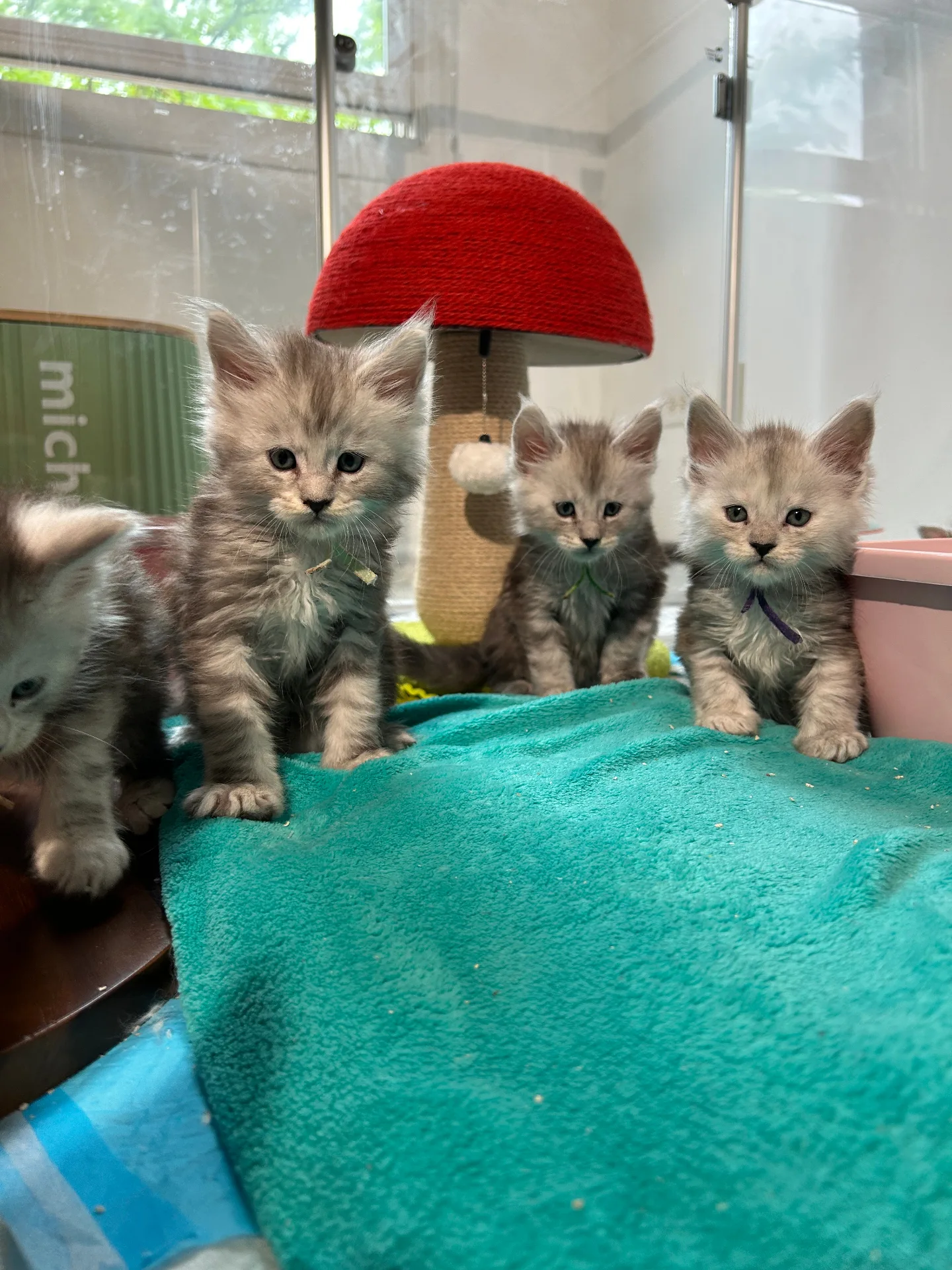 Litter of silver Maine Coon kittens under red mushroom scratcher — Chatlerie
