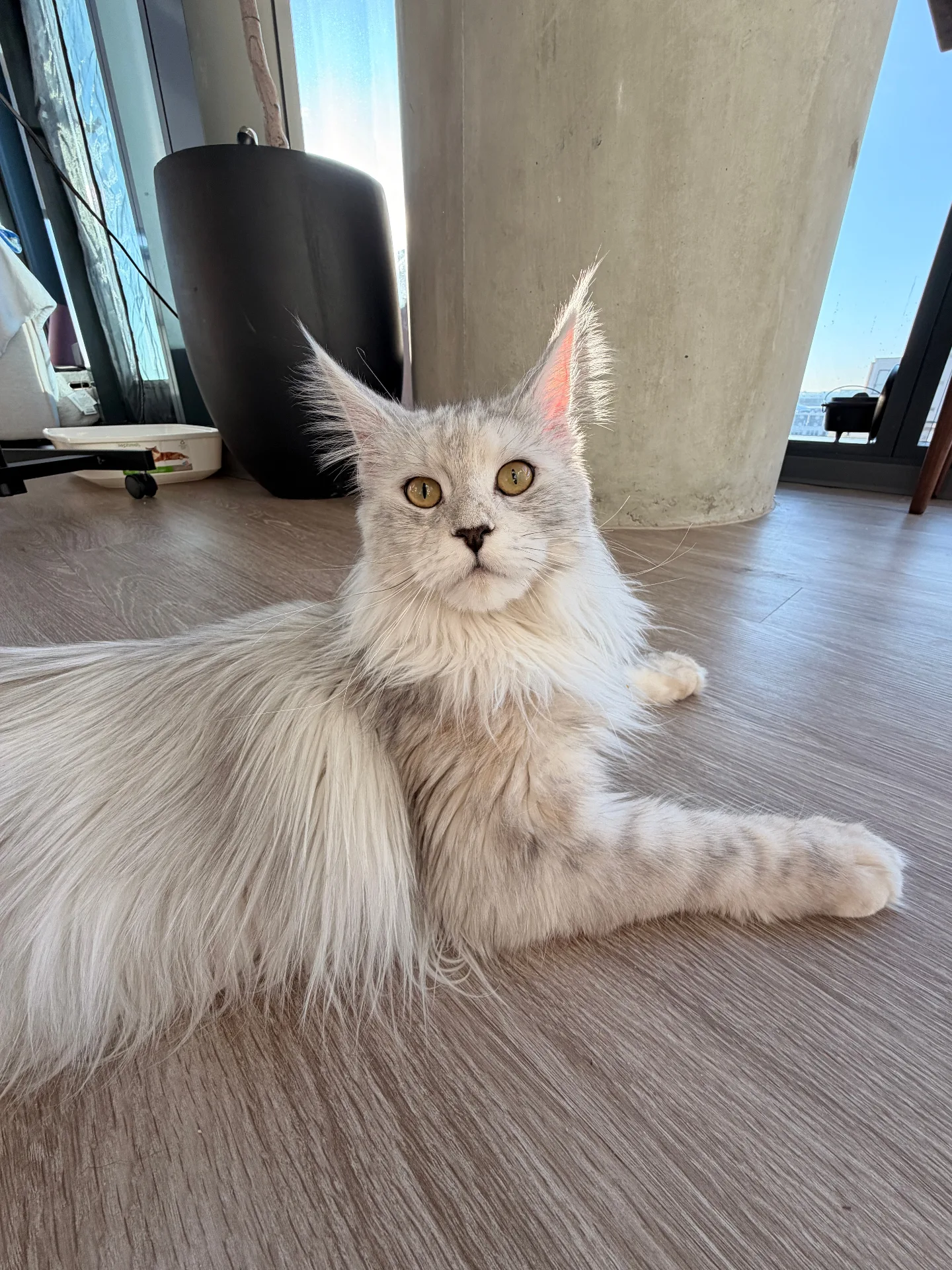 Silver Maine Coon in sunlight