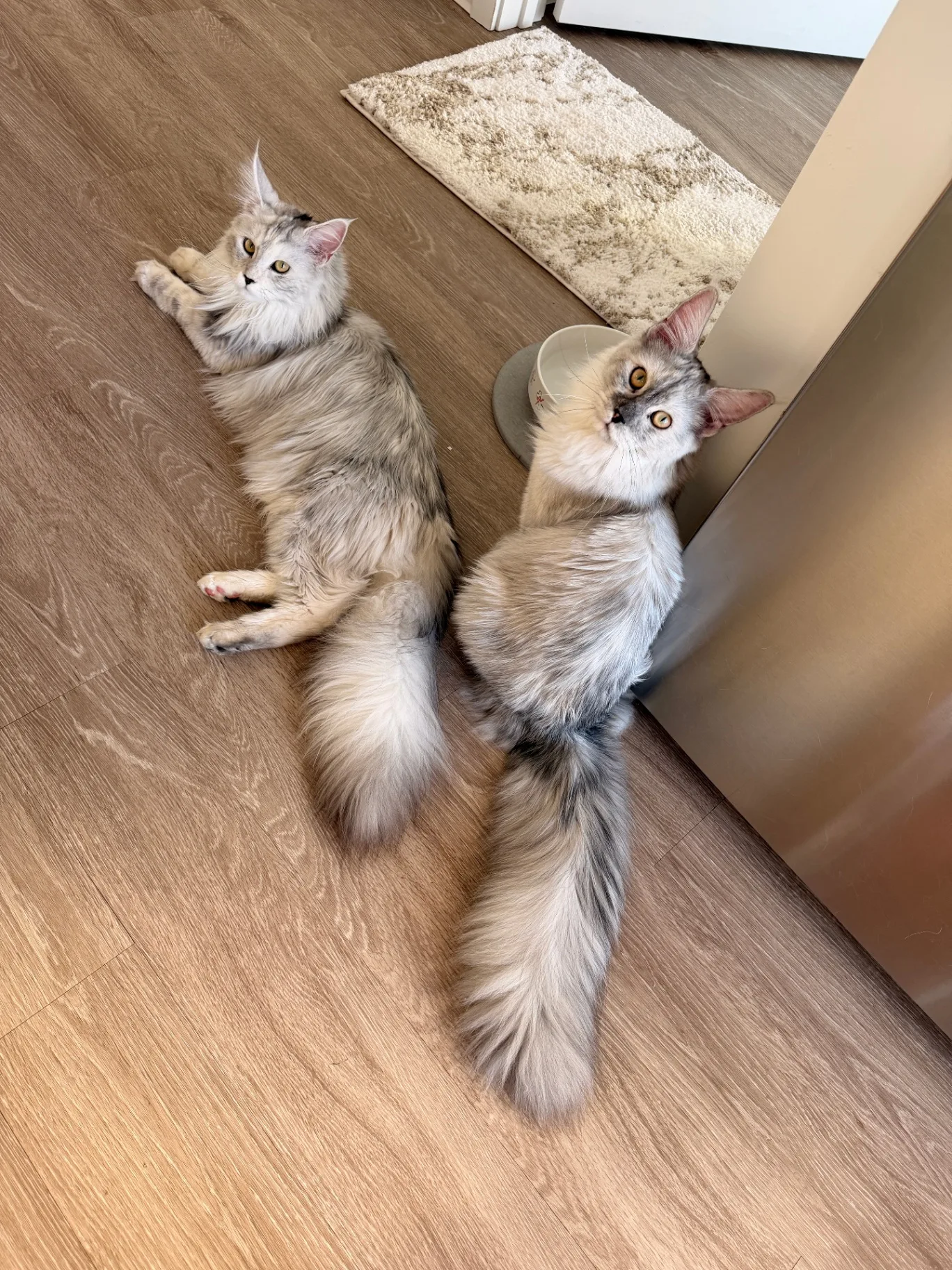 Large silver Maine Coons showing full size