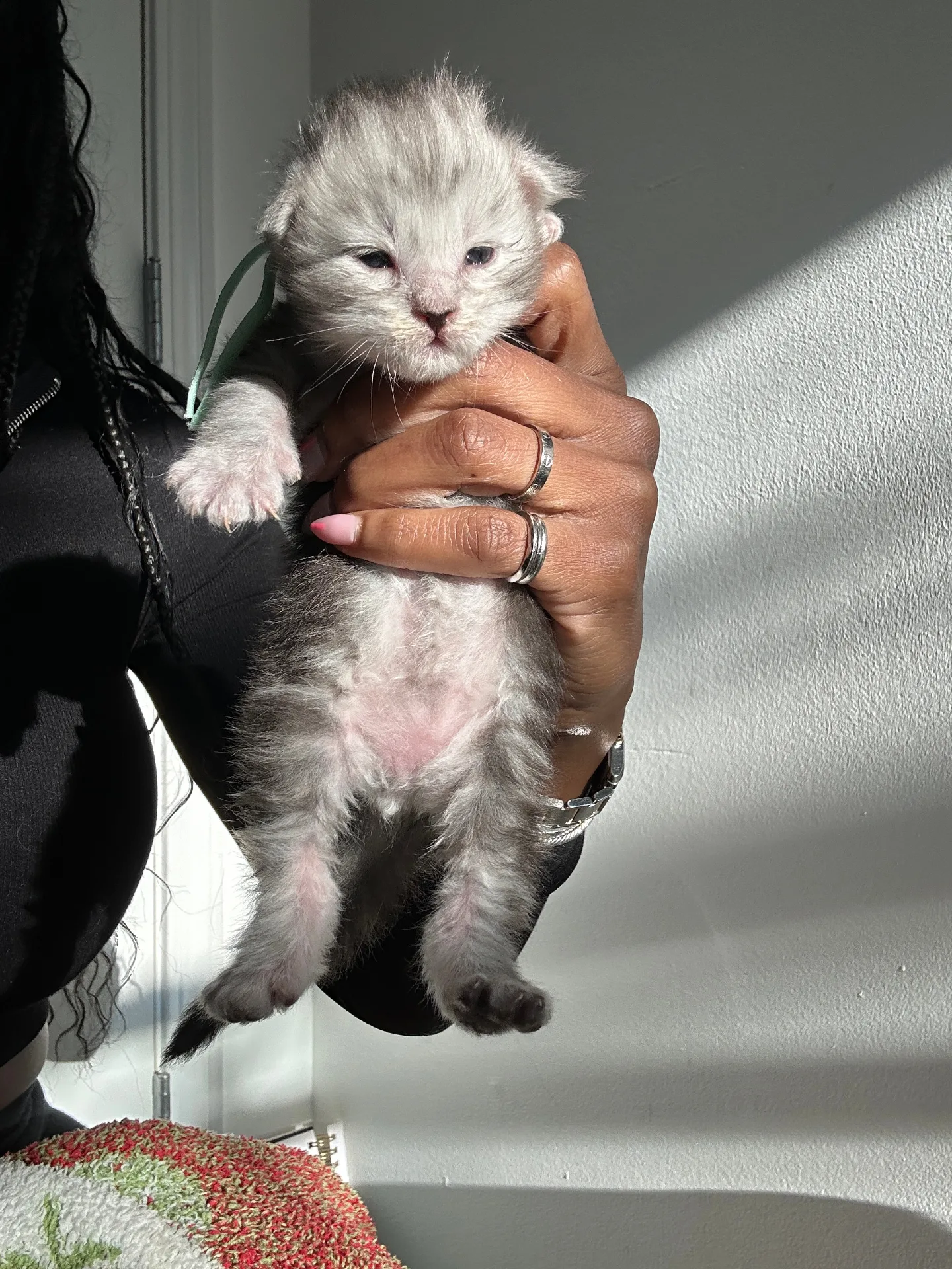 Newborn silver Maine Coon kitten held in hand — Chatlerie Illinois