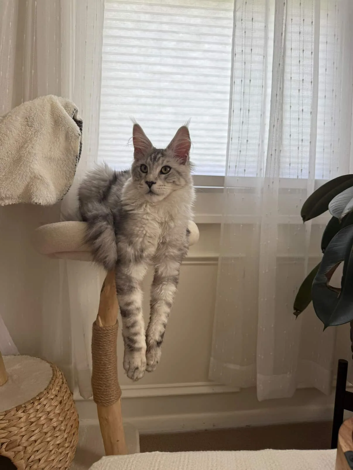 Silver tabby Maine Coon showing coat pattern