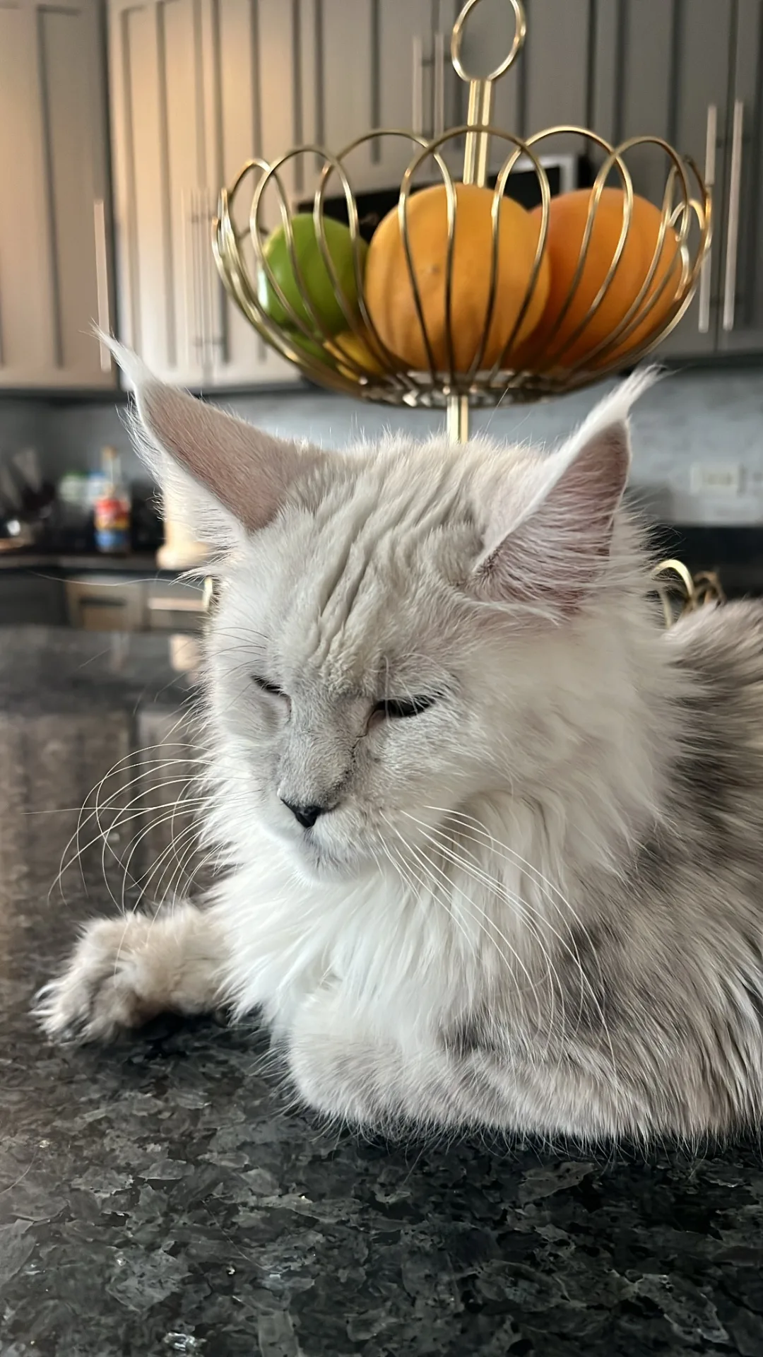 Relaxed silver Maine Coon in kitchen