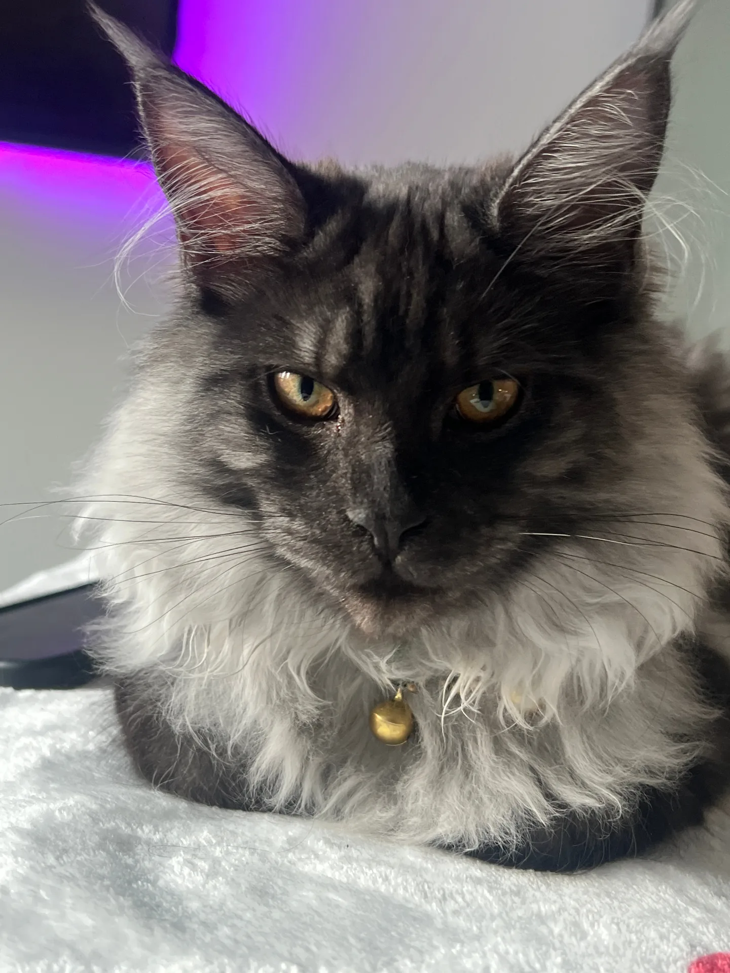 Maine Coon closeup inspection