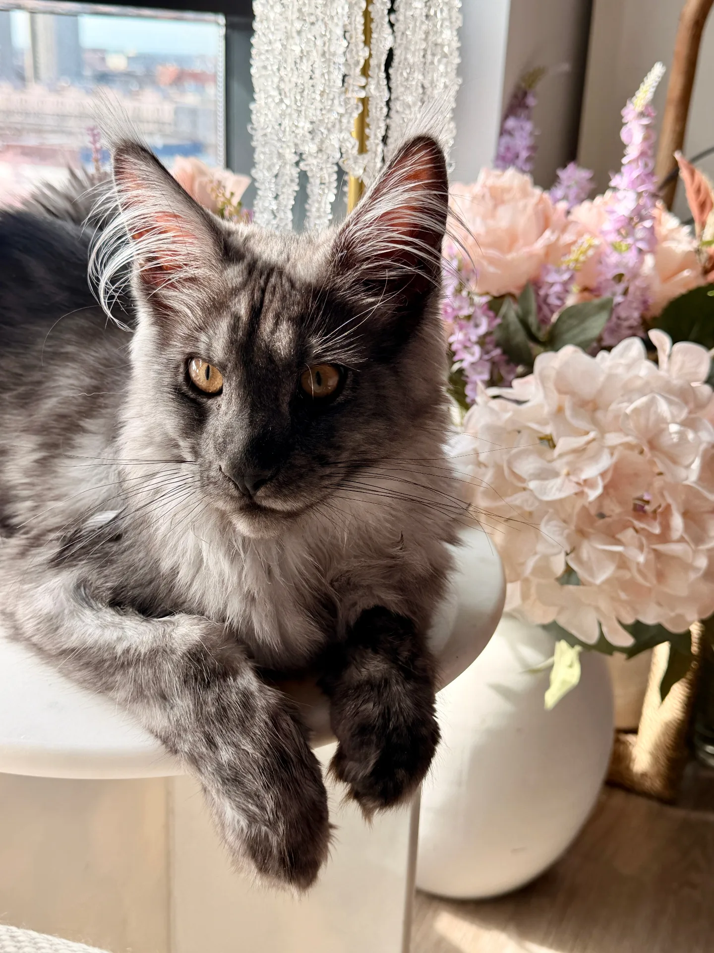 Beautifully groomed smoke Maine Coon with flowers