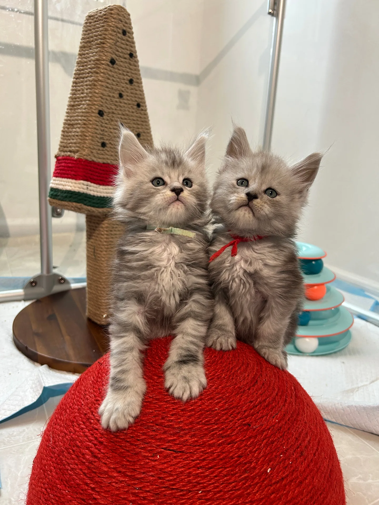 Twin silver Maine Coon kittens sitting on red scratcher — Chatlerie Illinois litter