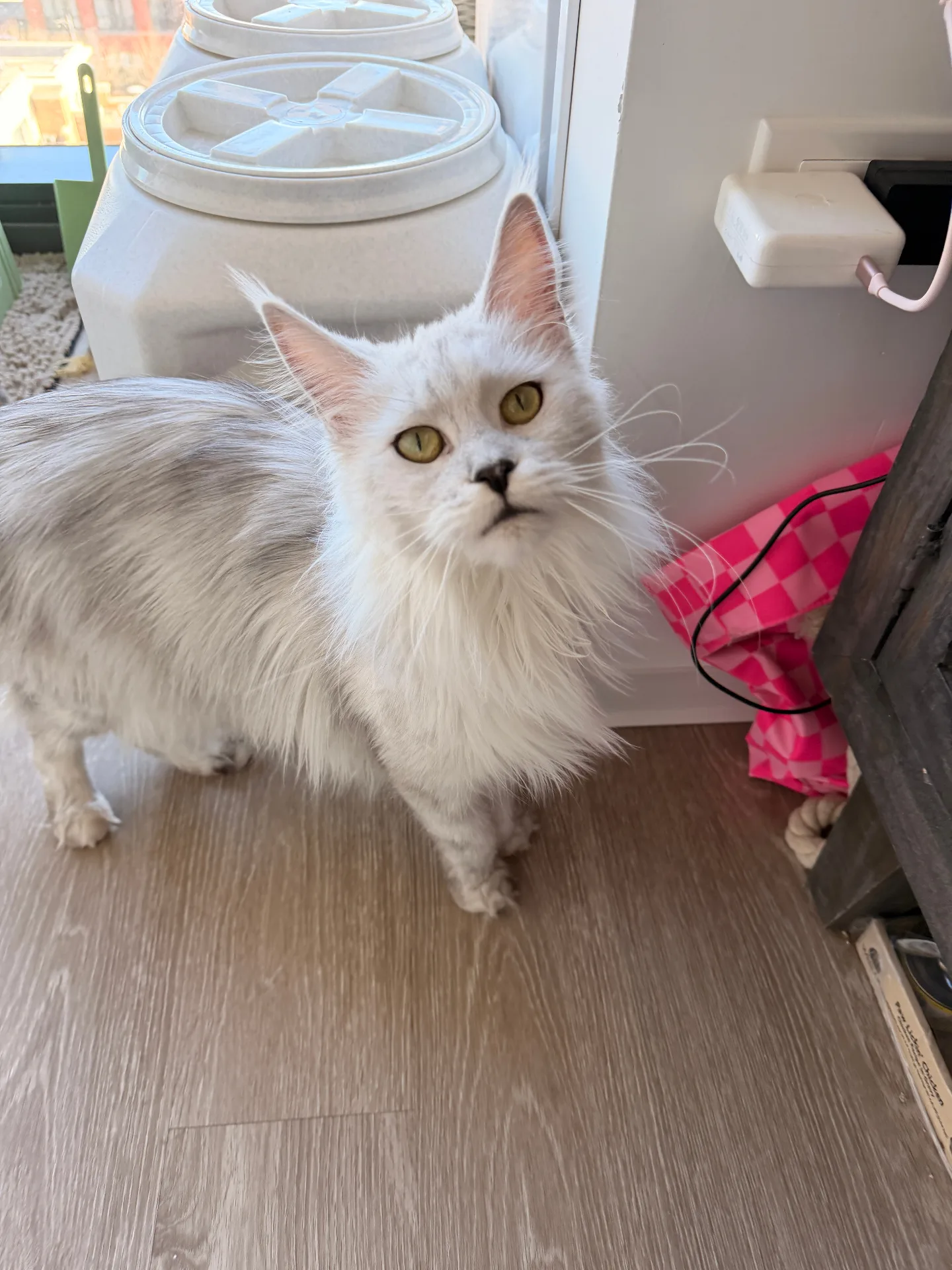 Curious white Maine Coon kitten — Chatlerie Illinois cattery