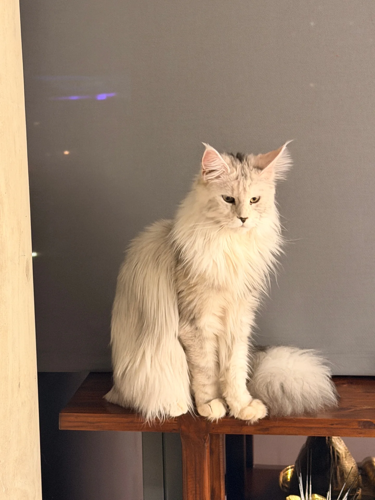 White European Maine Coon — Chatlerie Illinois royalty