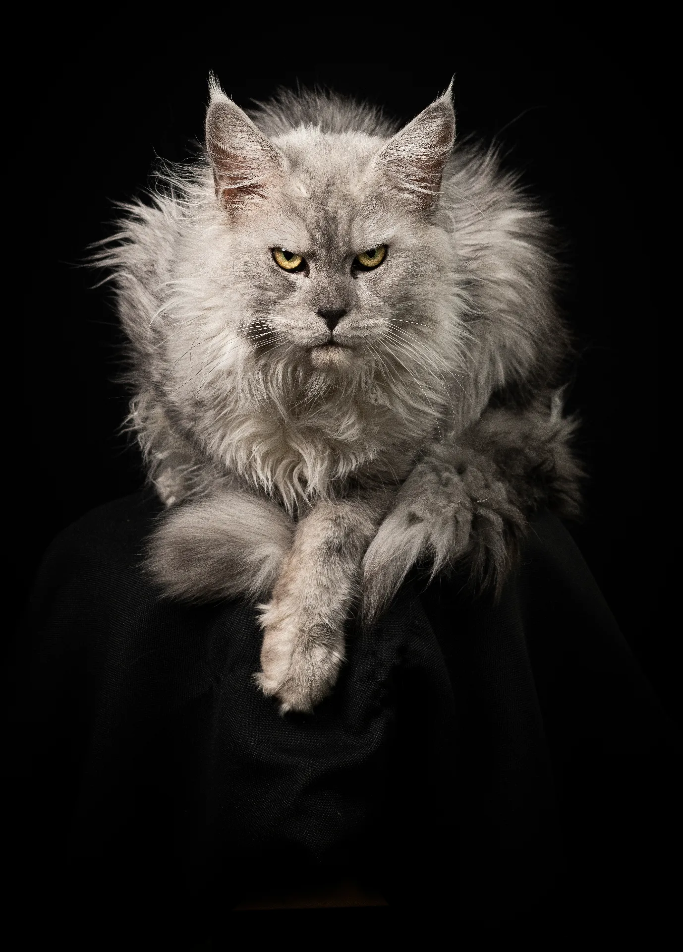 Euro — European Maine Coon king dramatic studio portrait — Chatlerie Illinois