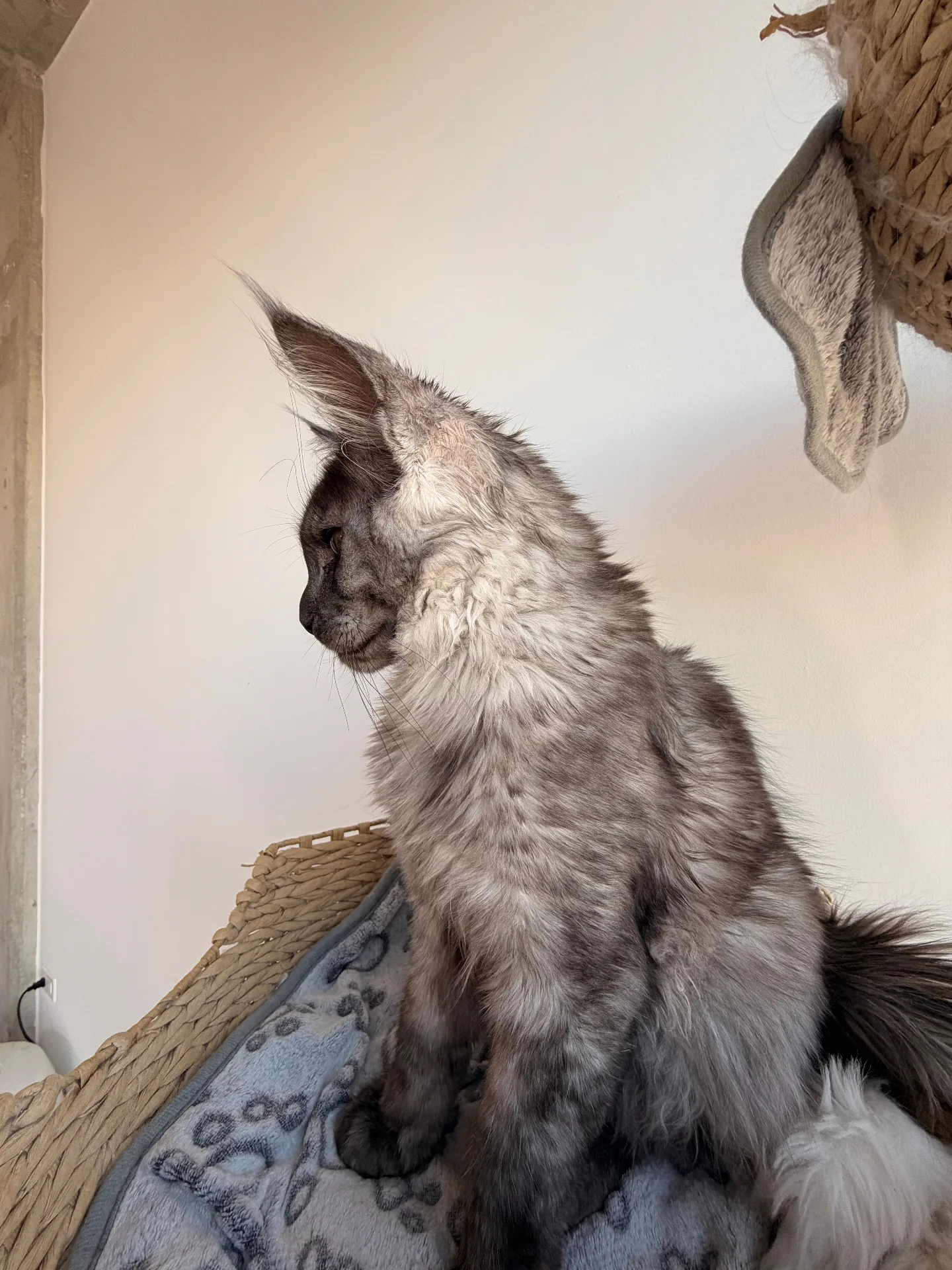 Blue smoke Maine Coon side profile showing European features — Chatlerie Illinois